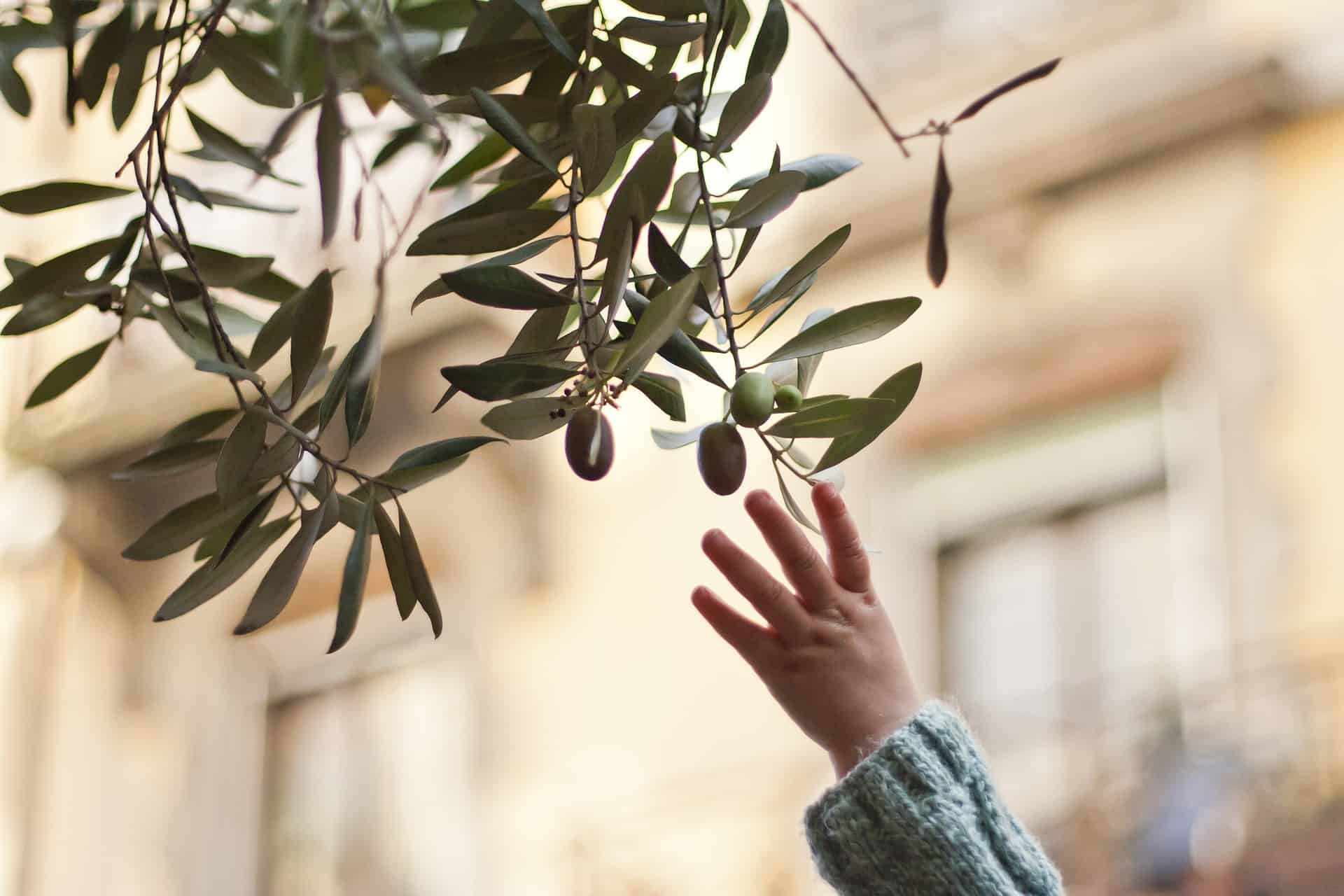 Beneficios para los niños del aceite de oliva