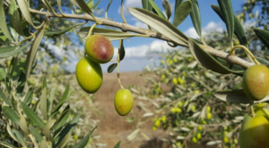 El aceite de oliva evita la demencia.