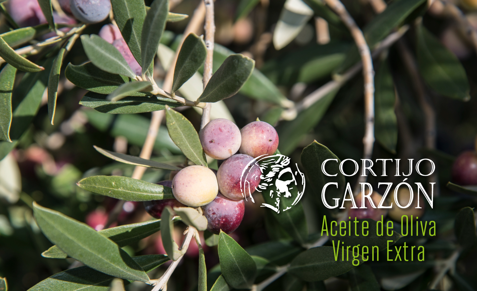 Aceites Cortijo Garzón