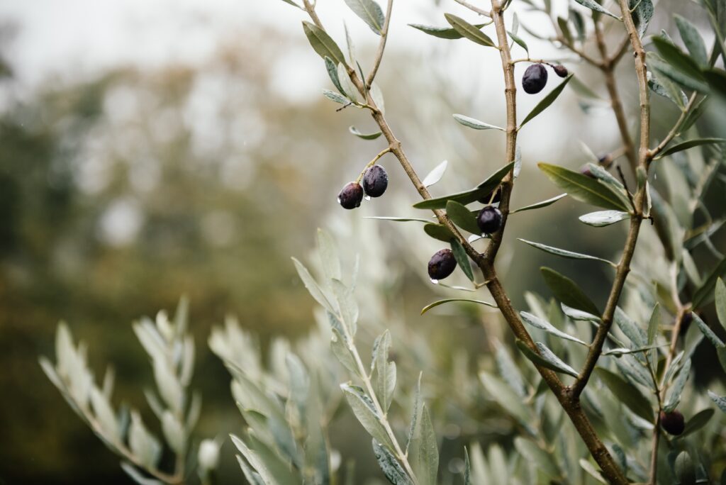 propiedades curativas del aceite de oliva