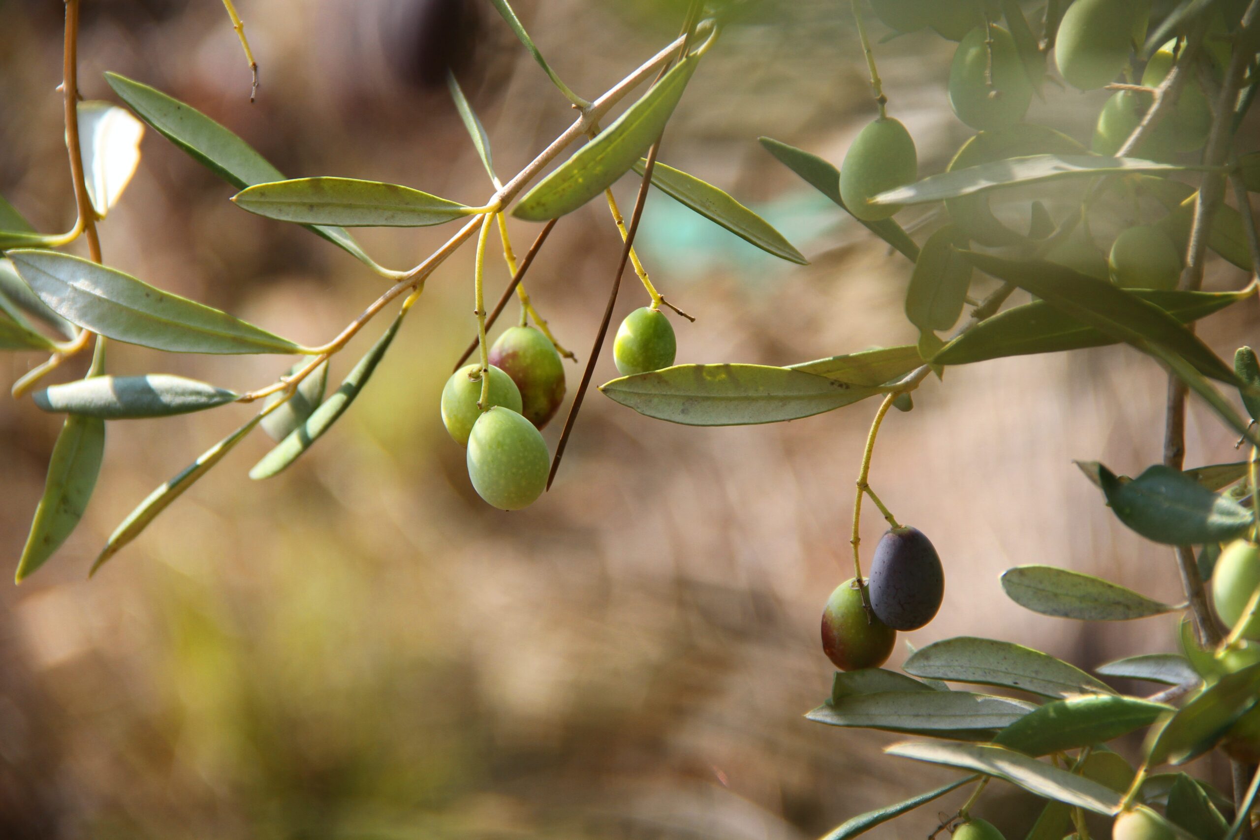 El arte de elaborar aceite de oliva virgen extra